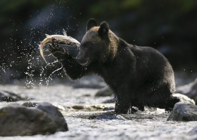 Japón despliega a soldados del Ejército para hacer frente a una oleada de ataques de osos