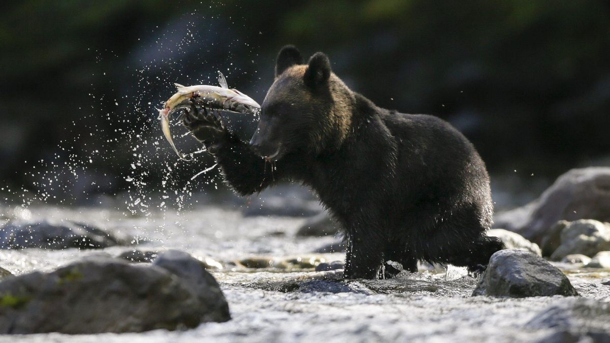 Japón despliega a soldados del Ejército para hacer frente a una oleada de ataques de osos