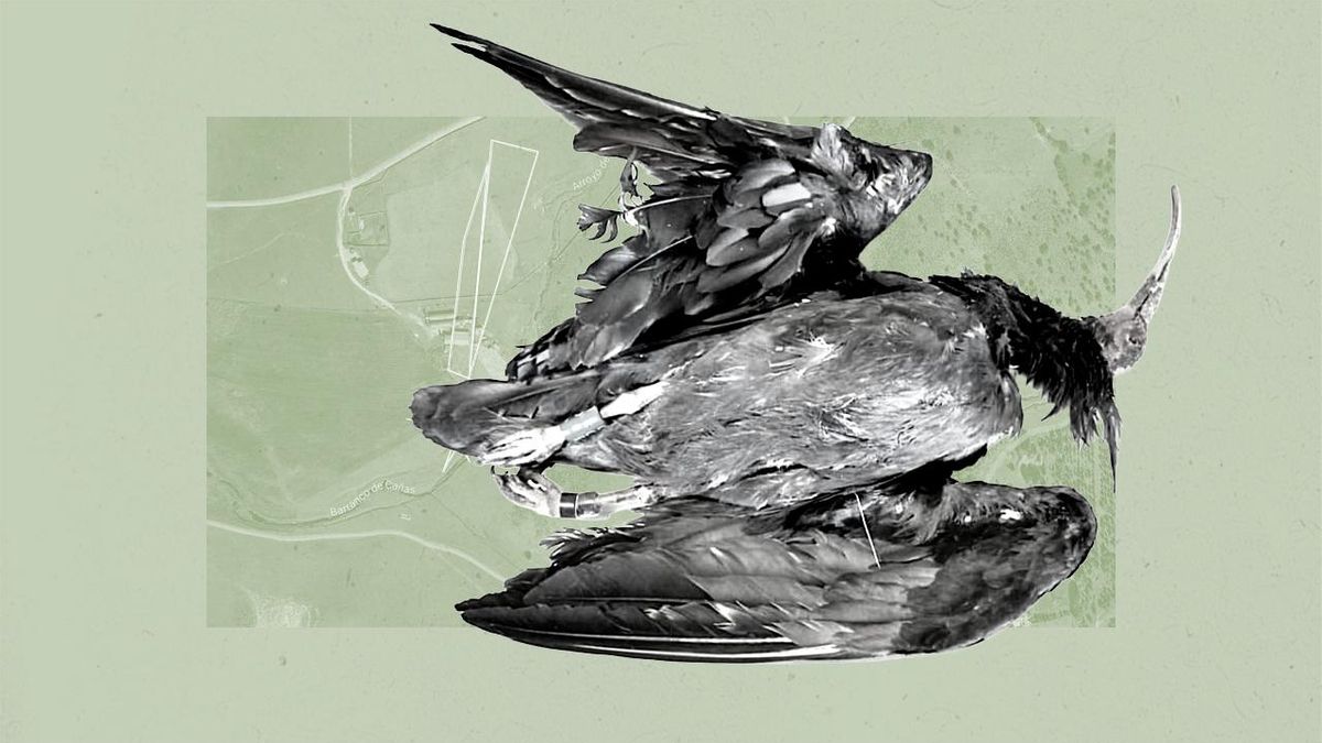 El cazador que disparó a Hel, el ibis abatido a tiros en Extremadura, sigue libre e impune un año después