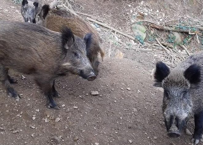 Catalunya detecta cuatro nuevos casos de peste porcina africana y cierra los bosques de 12 municipios