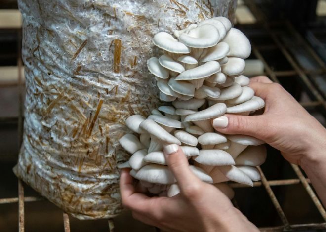 Cómo iniciarte en el cultivo de setas, según un micólogo: «Temperatura, humedad, ventilación y luz son clave»