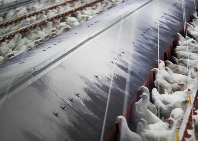 El Gobierno decreta el confinamiento de aves de cría en todas las granjas de España por la gripe aviar