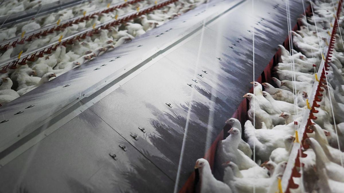 El Gobierno decreta el confinamiento de aves de cría en todas las granjas de España por la gripe aviar