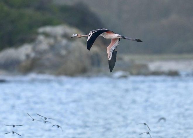 Frankie ya vuela libre: una joven flamenca se gana su libertad tras fugarse de un zoo británico y recorrer 200 kilómetros hasta Francia