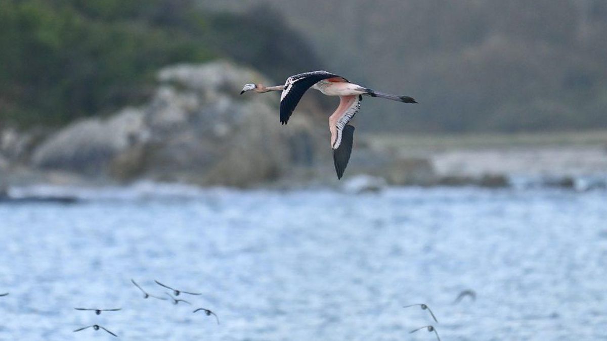 Frankie ya vuela libre: una joven flamenca se gana su libertad tras fugarse de un zoo británico y recorrer 200 kilómetros hasta Francia