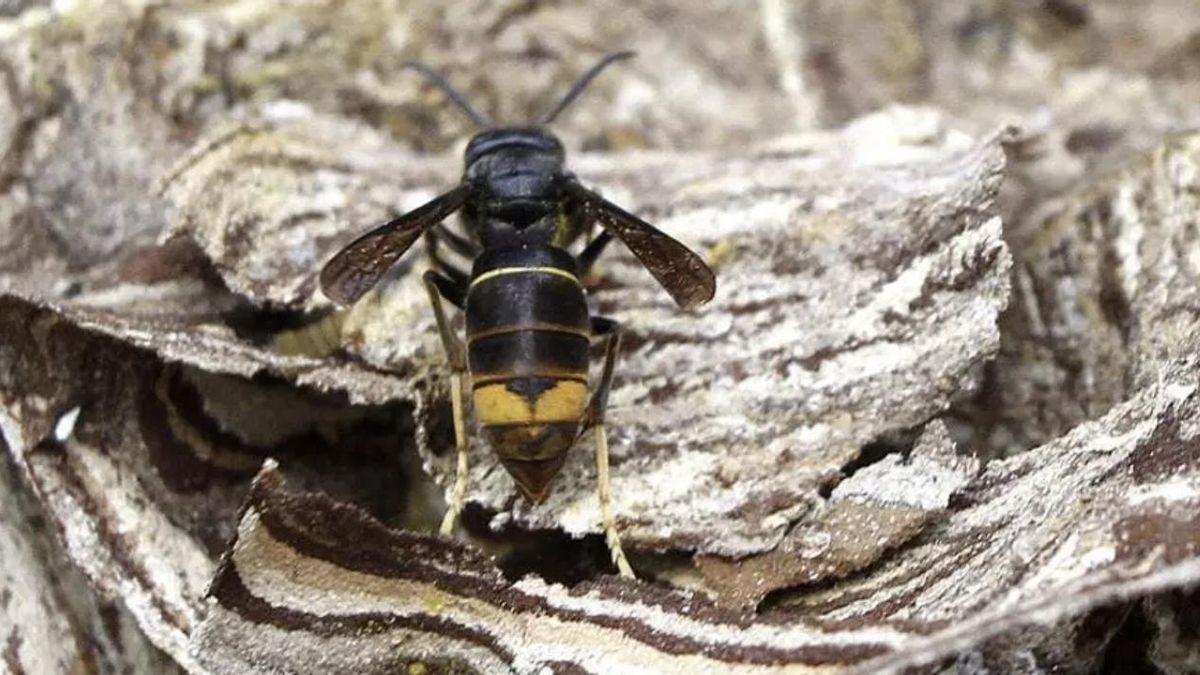Antonio Cabana, experto en control de avispa asiática: “Cuando sienten que su nido está en peligro es cuando atacan”