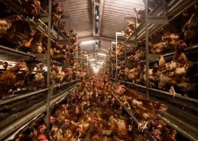 El Govern balear del PP reconoce que la ‘macrogranja de los horrores’ es ilegal en su funcionamiento actual