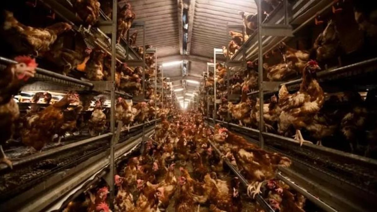 El Govern balear del PP reconoce que la ‘macrogranja de los horrores’ es ilegal en su funcionamiento actual