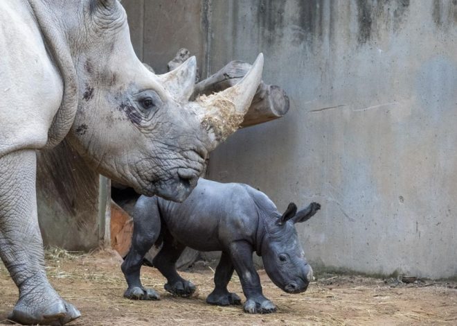 La emoción del equipo de Bioparc València por el primer nacimiento de un rinoceronte: «¡Venga un empujón y está fuera ya!»