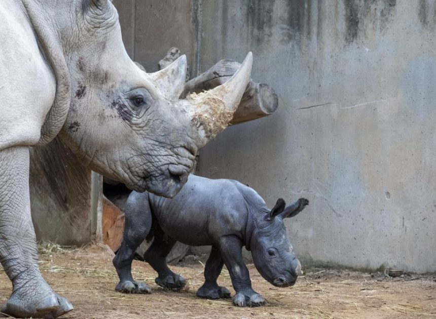 La emoción del equipo de Bioparc València por el primer nacimiento de un rinoceronte: «¡Venga un empujón y está fuera ya!»