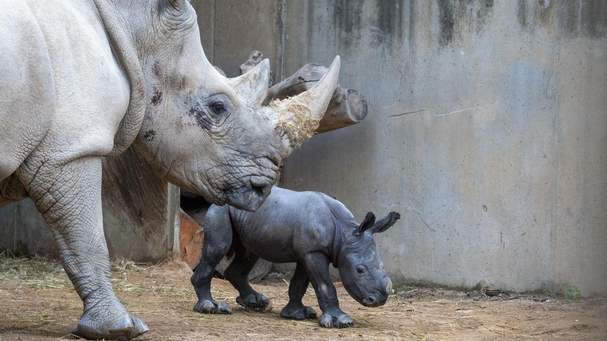 La emoción del equipo de Bioparc València por el primer nacimiento de un rinoceronte: «¡Venga un empujón y está fuera ya!»