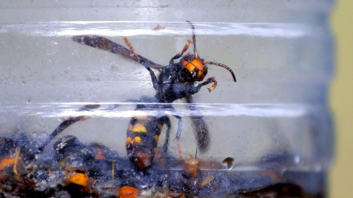 Se extiende la amenaza de la avispa asiática: de los riesgos para la salud al peligro para otras especies