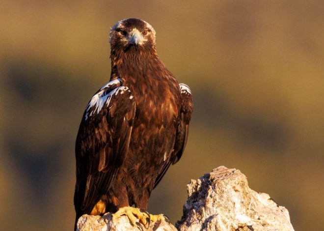 Andalucía salva al águila imperial de su desaparición y sextuplica su población en apenas cuatro décadas