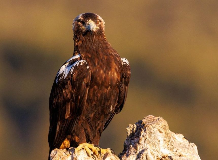 Andalucía salva al águila imperial de su desaparición y sextuplica su población en apenas cuatro décadas