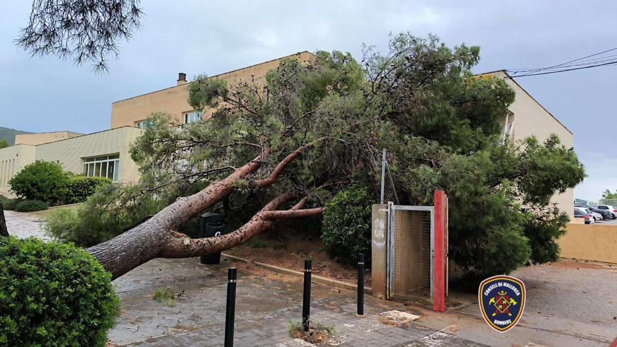 Las fuertes lluvias azotan de nuevo Balears y dejan árboles caídos, parques anegados y coches dañados