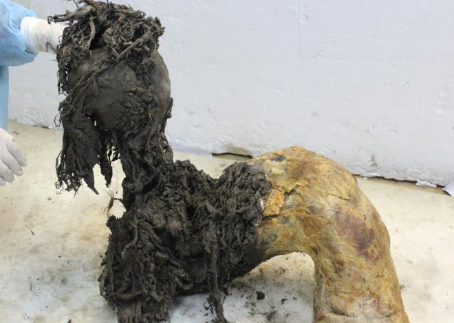 Las últimas horas de un mamut lanudo: extraen el ARN más antiguo del mundo, de hace 40.000 años