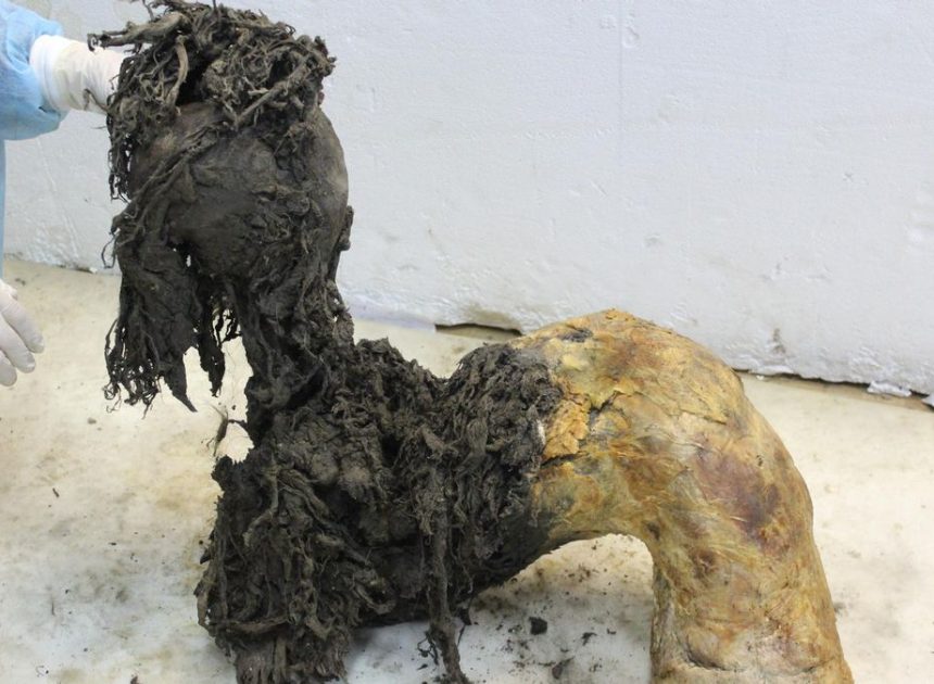 Las últimas horas de un mamut lanudo: extraen el ARN más antiguo del mundo, de hace 40.000 años