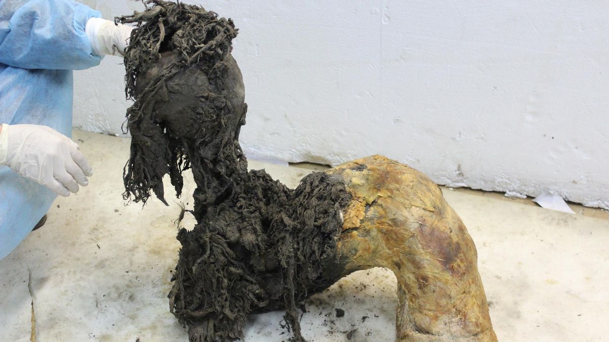 Las últimas horas de un mamut lanudo: extraen el ARN más antiguo del mundo, de hace 40.000 años