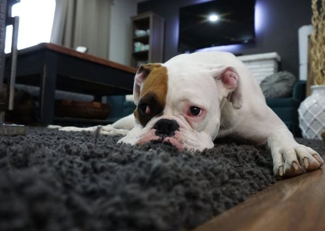 El educador Carlos Carrasco, sobre los perros con ansiedad por separación: «Hay que normalizar las entradas y las salidas»