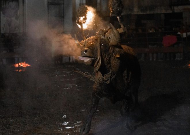 El calvario del Toro Jubilo de Medinaceli