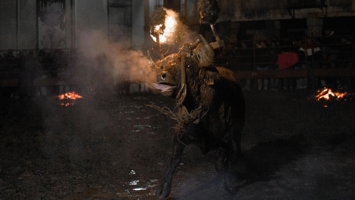 El calvario del Toro Jubilo de Medinaceli