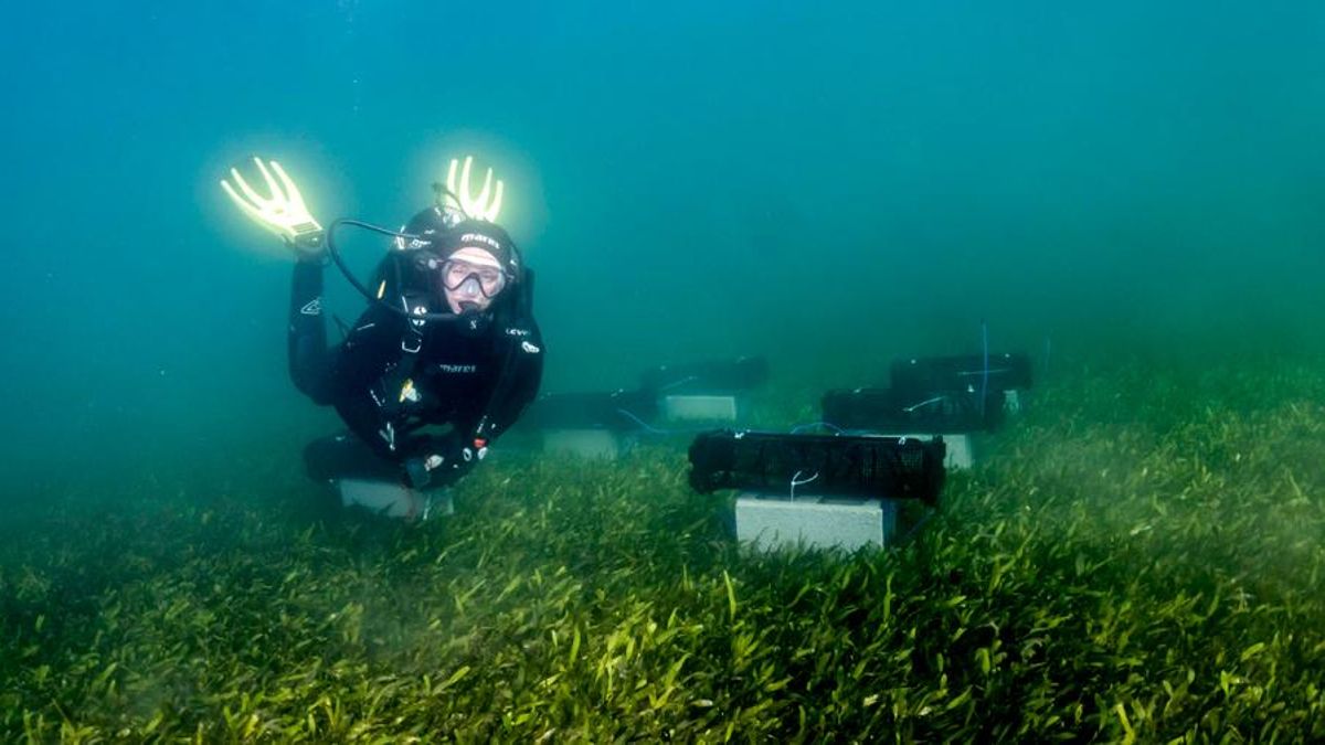 ¿Pueden las ostras comerse la ‘sopa verde’ del Mar Menor?