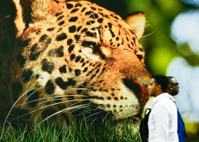 La última propuesta de acuerdo en la COP30 hace desaparecer cualquier mención a los combustibles fósiles