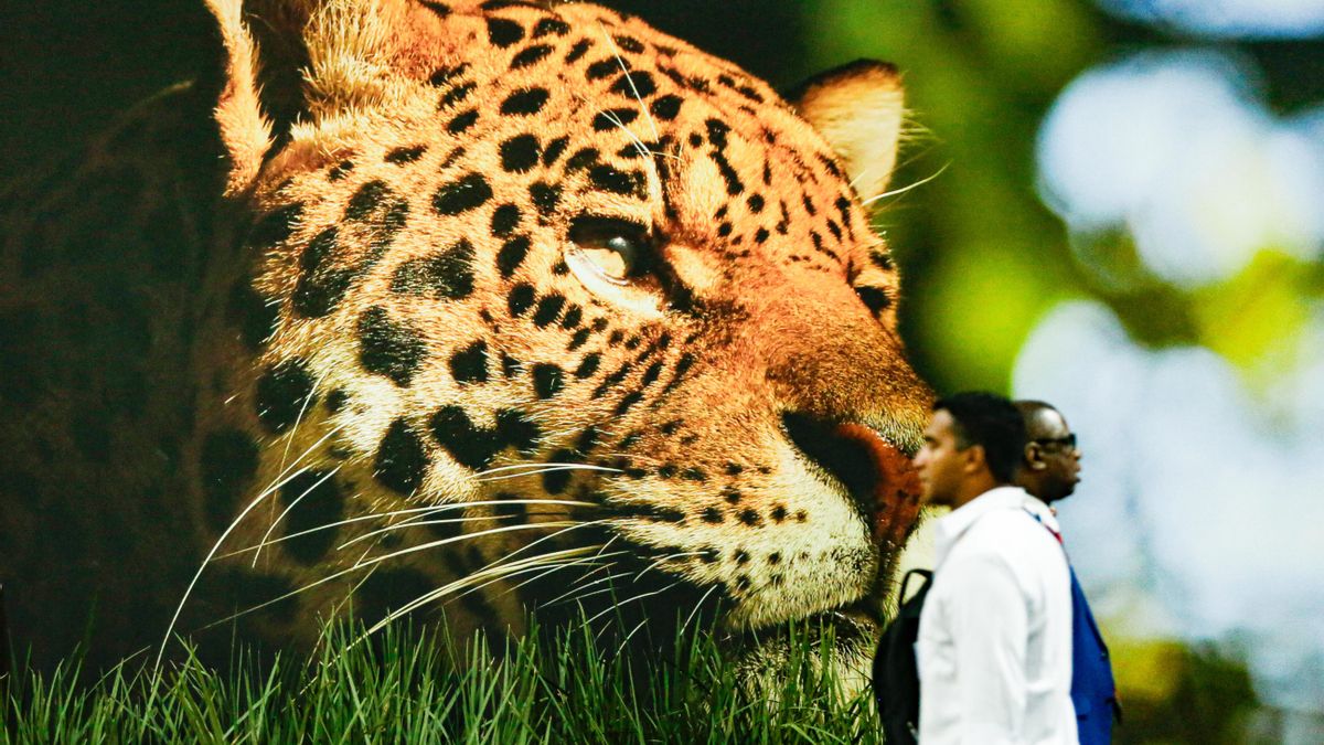 La última propuesta de acuerdo en la COP30 hace desaparecer cualquier mención a los combustibles fósiles