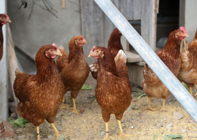 El Gobierno confina desde este lunes a las aves de corral en casi 1.200 municipios para frenar el avance de la gripe aviar