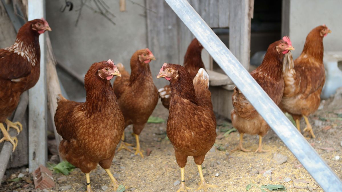 El Gobierno confina desde este lunes a las aves de corral en casi 1.200 municipios para frenar el avance de la gripe aviar