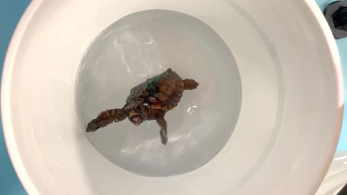 Las tortugas ‘bailarinas’ revelan cómo usan un ‘GPS magnético’ para su épico regreso a casa