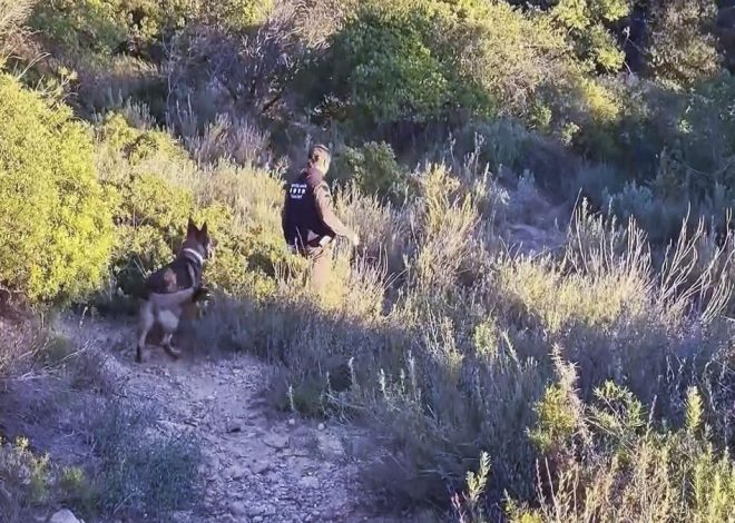 Catalunya pide la intervención de la unidad de control cinegético de la UME para parar la peste porcina africana