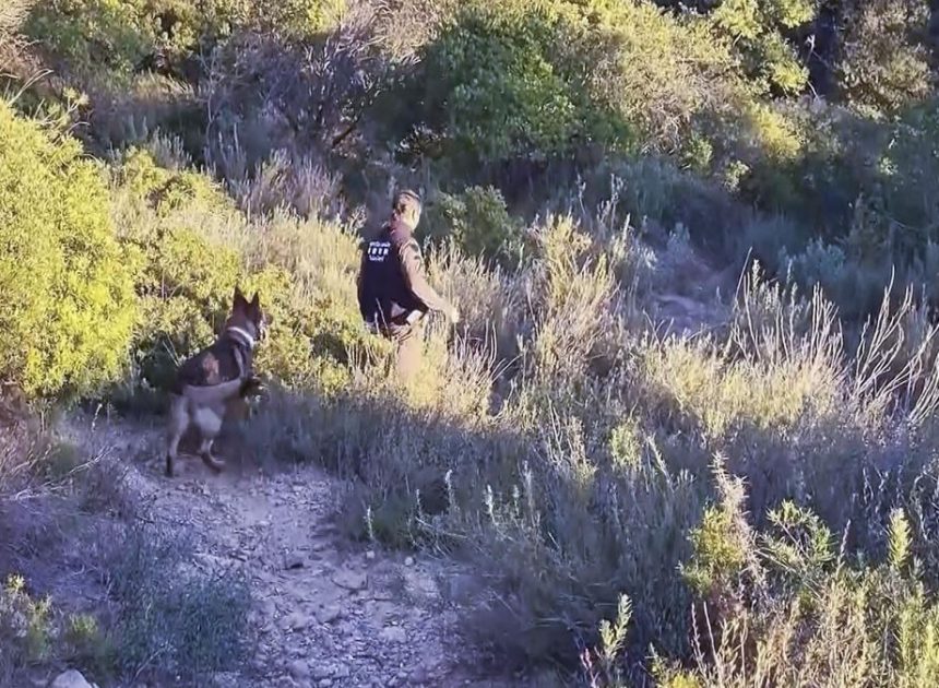 Catalunya pide la intervención de la unidad de control cinegético de la UME para parar la peste porcina africana