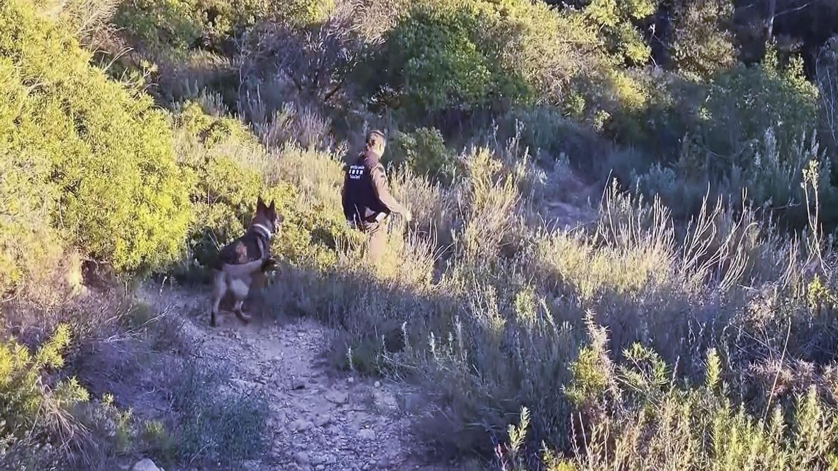 Catalunya pide la intervención de la unidad de control cinegético de la UME para parar la peste porcina africana