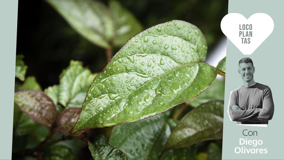 ¿Qué puedo hacer para salvar una planta que se ha empapado con la lluvia?