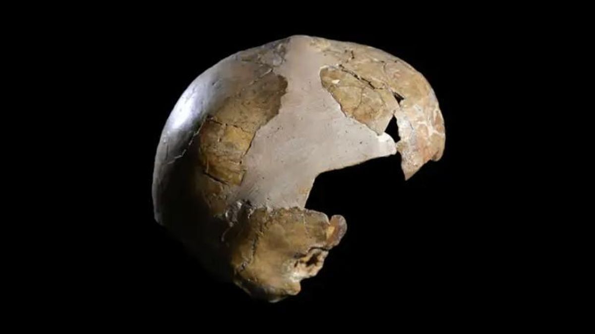 Skhūl I, la niña que vivió hace 140.000 años y que reescribe la historia del primer contacto entre neandertales y Homo sapiens