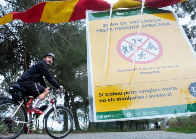 Sin efectos en humanos pero sí en la economía: claves de la peste porcina en Catalunya, la granja de cerdos de Europa