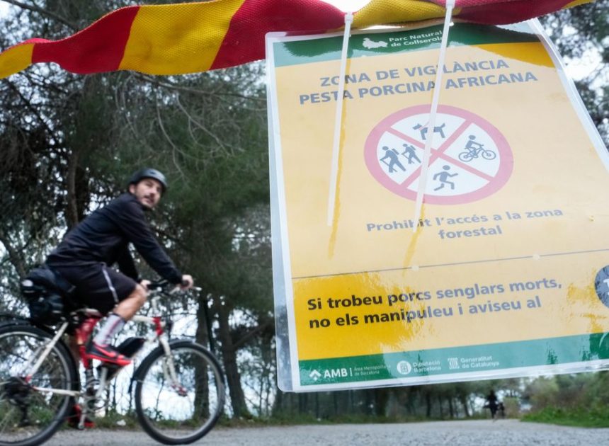 Sin efectos en humanos pero sí en la economía: claves de la peste porcina en Catalunya, la granja de cerdos de Europa