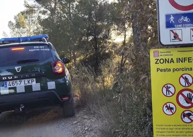 Ascienden a nueve los jabalíes contagiados de peste porcina africana, todos en la zona infectada de Barcelona