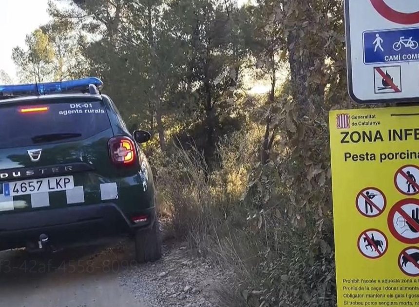 Ascienden a nueve los jabalíes contagiados de peste porcina africana, todos en la zona infectada de Barcelona