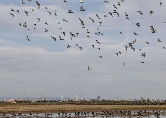 València defiende que el contrato de un millón de euros para el servicio de l’Albufera impulsado por Vox es una asesoría «específica»