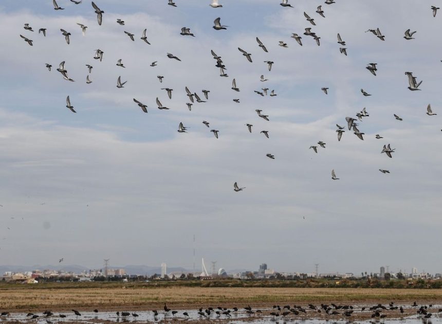 València defiende que el contrato de un millón de euros para el servicio de l’Albufera impulsado por Vox es una asesoría «específica»