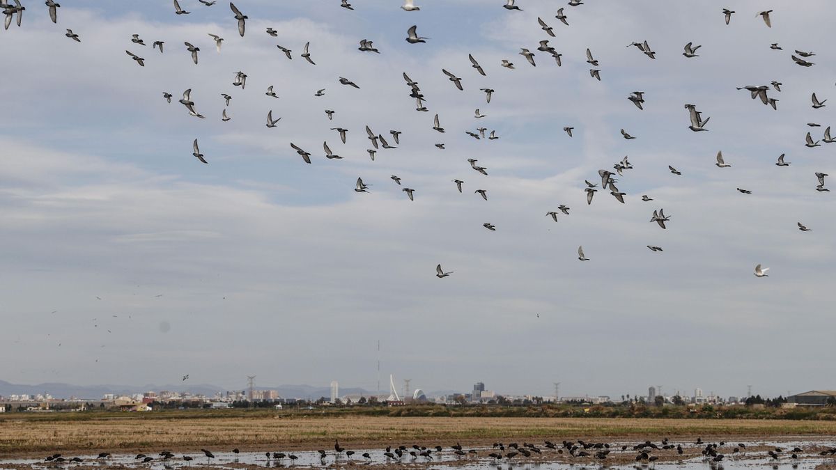 València defiende que el contrato de un millón de euros para el servicio de l’Albufera impulsado por Vox es una asesoría «específica»