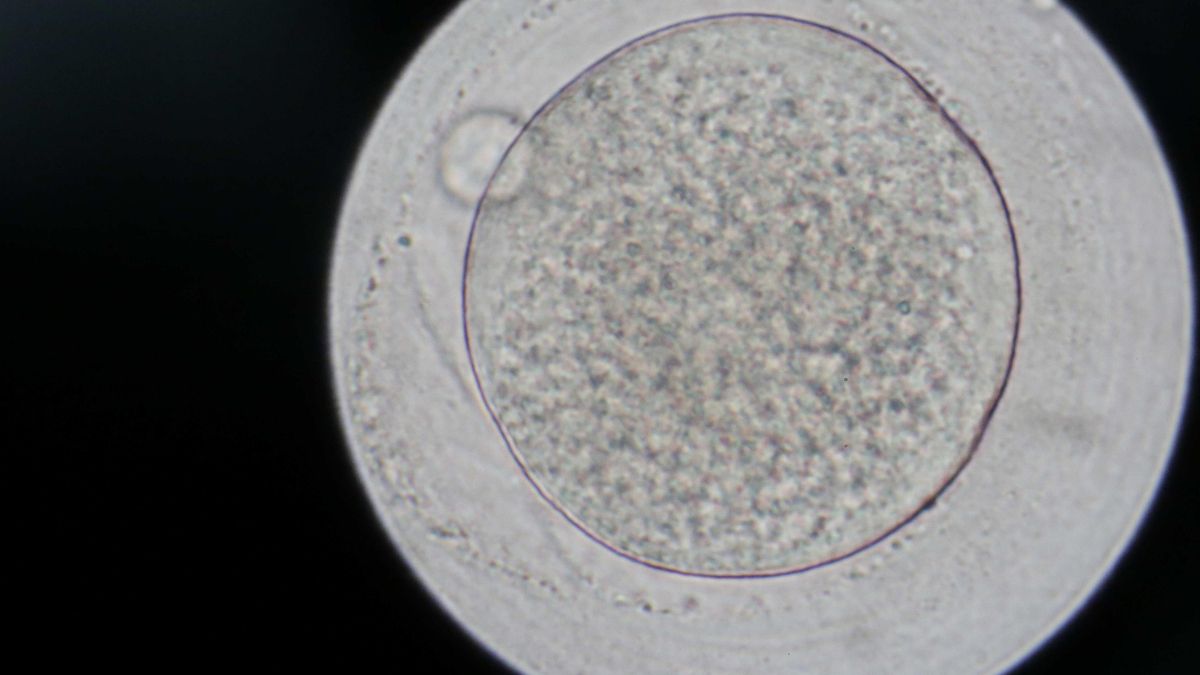 Un donante de esperma portador de un gen cancerígeno tuvo casi 200 hijos en Europa, 35 de ellos en España