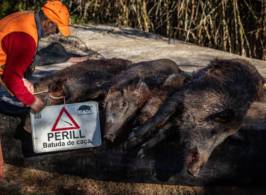 Catalunya reducirá a la mitad su población de jabalíes mientras las granjas de cerdos siguen libres de peste porcina