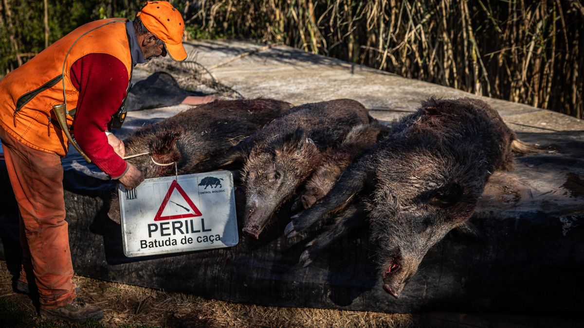 Catalunya reducirá a la mitad su población de jabalíes mientras las granjas de cerdos siguen libres de peste porcina
