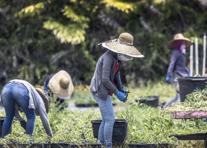 Trump constata el efecto negativo de sus aranceles y anuncia una ayuda de 12.000 millones para el sector agrícola de EEUU