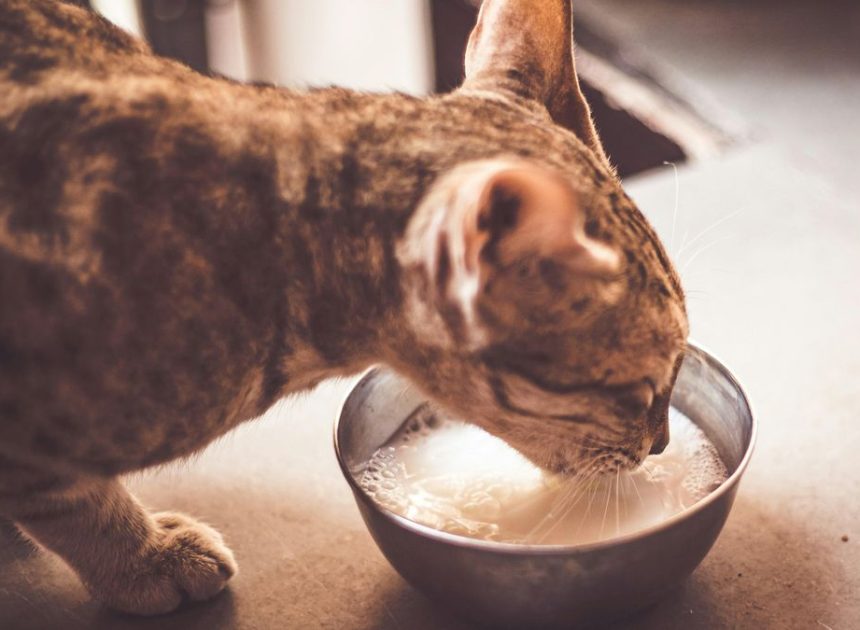 Por qué de repente tu gato prefiere tomar kéfir, según la veterinaria Lucía Ortín: “La leche no es buena ni necesaria”