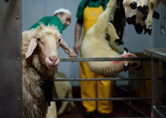 La Navidad como puntal del sistema especista