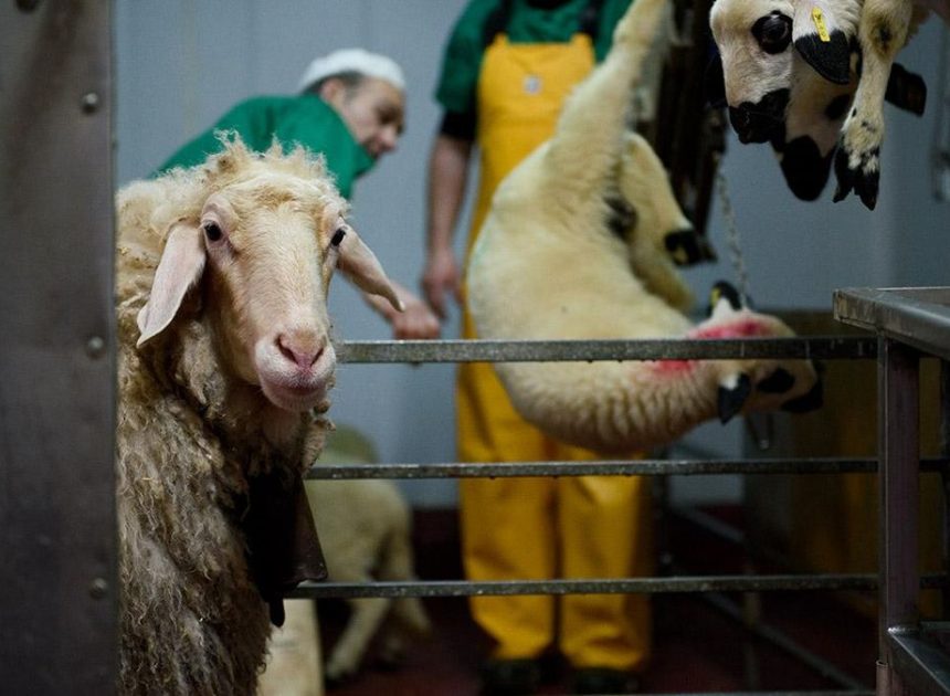 La Navidad como puntal del sistema especista